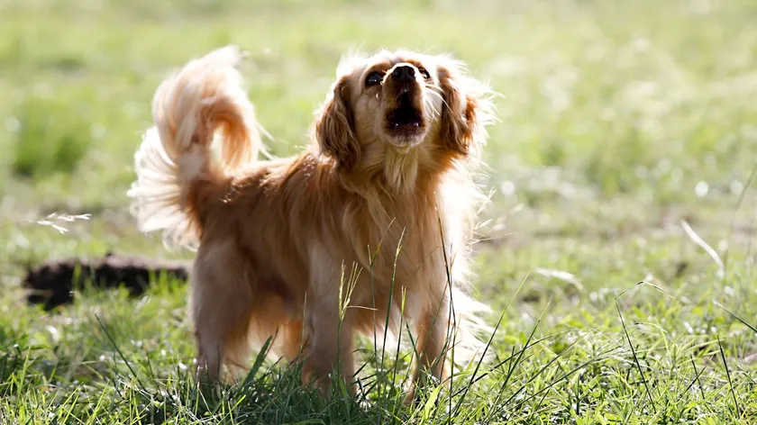 Köpekler İnsanlara Konuşurken Neden Başlarını Eğer?
