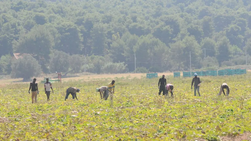 Sırbistan'da Mitić Ailesi Düşük Fiyata Rağmen Kaliteli Kiraz Hasadını Başarıyla Bitirdi