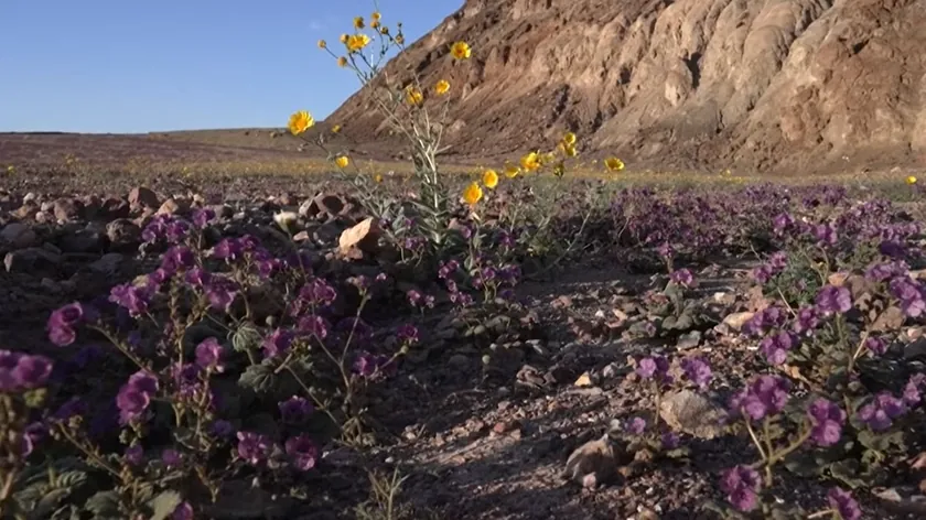 Kuzey Amerika Ölüm Vadisi'nde On Yılda Bir Görülen Muhteşem Çiçeklenme Yaşanıyor