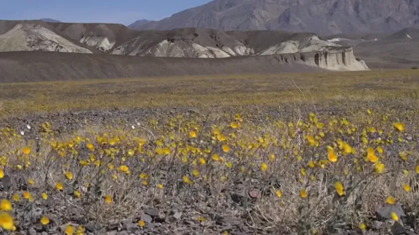 Kuzey Amerika Ölüm Vadisi'nde on yılda bir görülen muhteşem çiçeklenme başladı