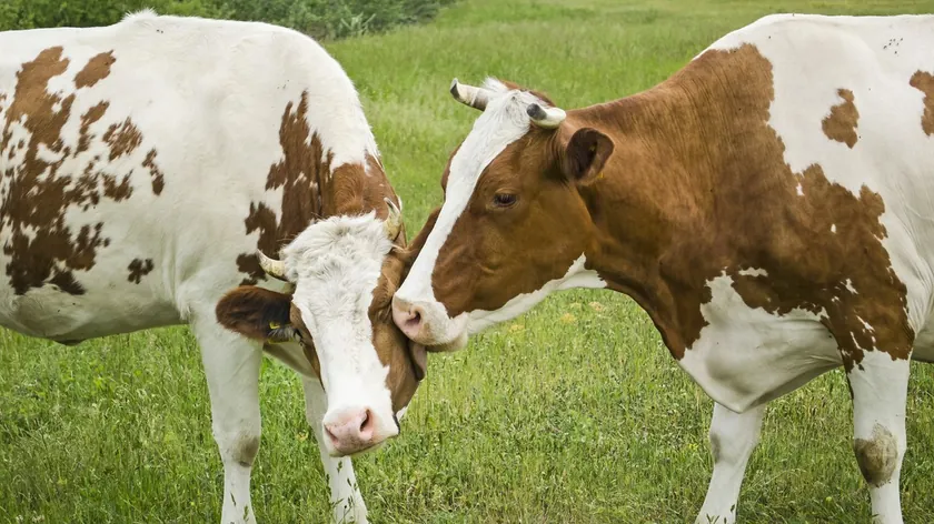 Sırp çift, veterinerin hayatını tehdit ettiği için yargılandı.