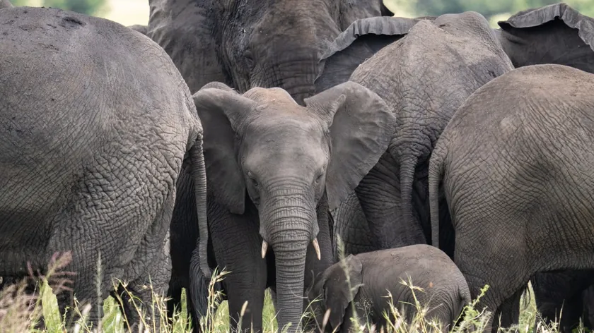 Amerikalı Milyoner Afrika'da Nadir Antilop Avlarken Fil Sürüsü Tarafından Ezilerek Öldü