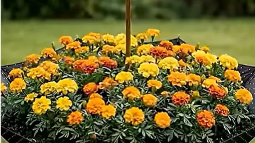 Eski Şemsiyeler Çiçek Saksılarına Dönüşüyor: Bahçeye Estetik ve Sürdürülebilirlik Katıyor