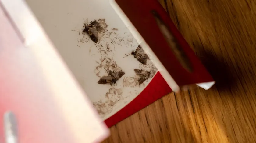 Sırbistan'dan mutfak güvelerini doğal yolla yok eden basit bir çözüm aktarıldı.