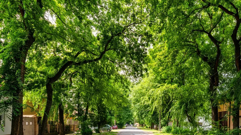 Sırbistan'ın Kikinda Kentindeki General Drapşin Caddesi Dünyanın En Güzellerinden