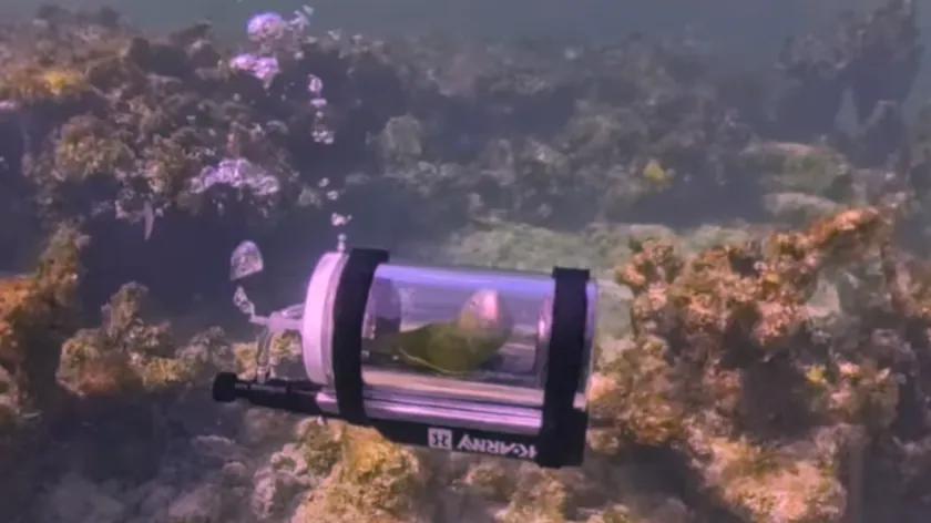 Bahamalar'da Özel Denizaltıyla Dalan Papağanın Sıra Dışı Macerası Sosyal Medyayı Salladı