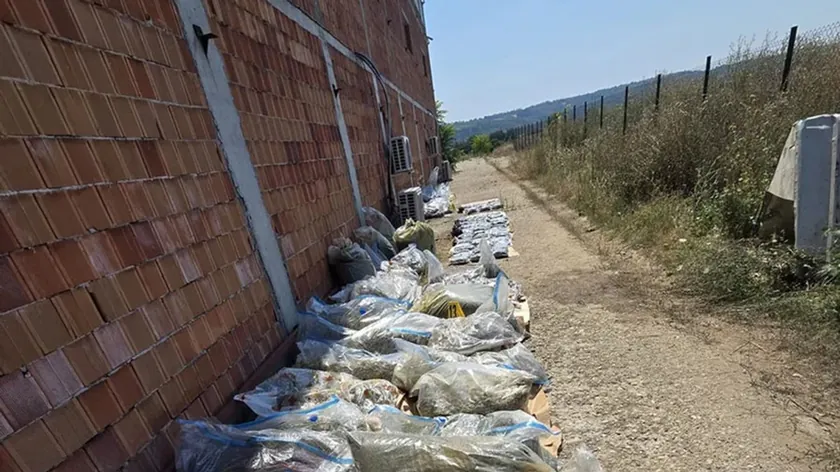Sırbistan'da Marihuana Laboratuvarı Hapsedildi