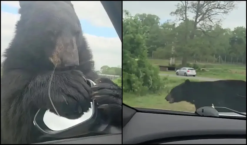 İngiltere'deki Safari Parkında Bir Ayı Aile Aracına Saldırarak Paniğe Neden Oldu