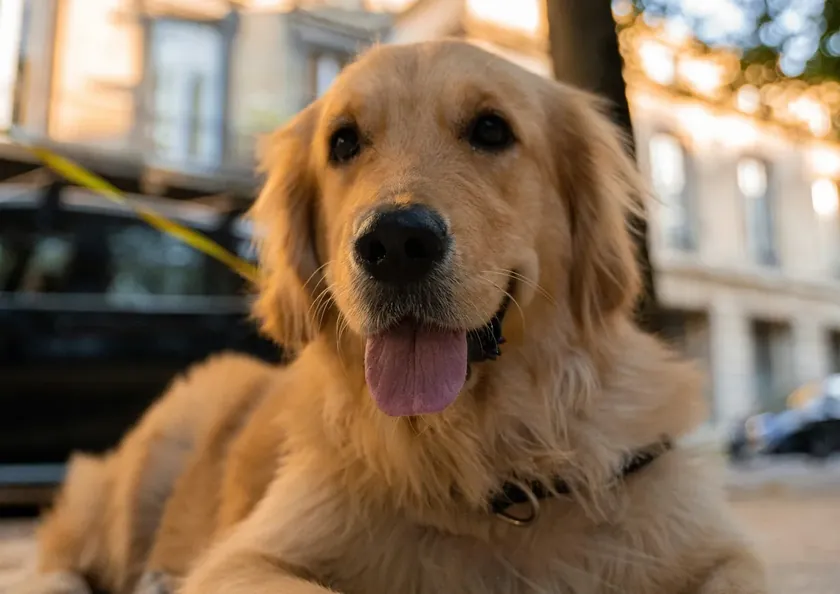 Köpekler duygularımızı okuyabilirler