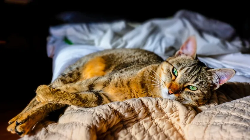 Kapalı Alanlarda Yaşayan Kedilerin Sağlık ve Davranışları Üzerindeki Etkileri Kaydedildi