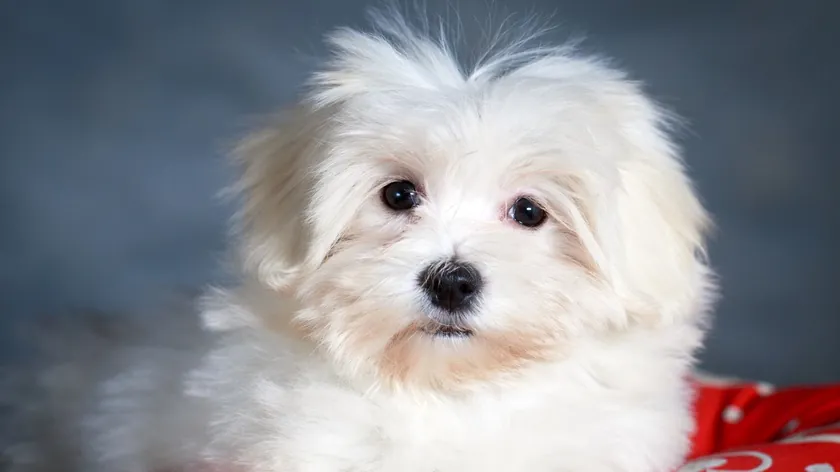 Köpeğiniz sık sık gözleriyle bu hareketi yaparsa hemen veteriner hekime götürün.
