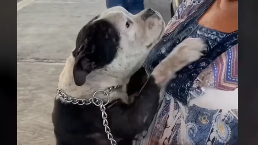 İki Yıllık Ayrılığın Sonunda Kayıp Köpek Eve Dönüyor