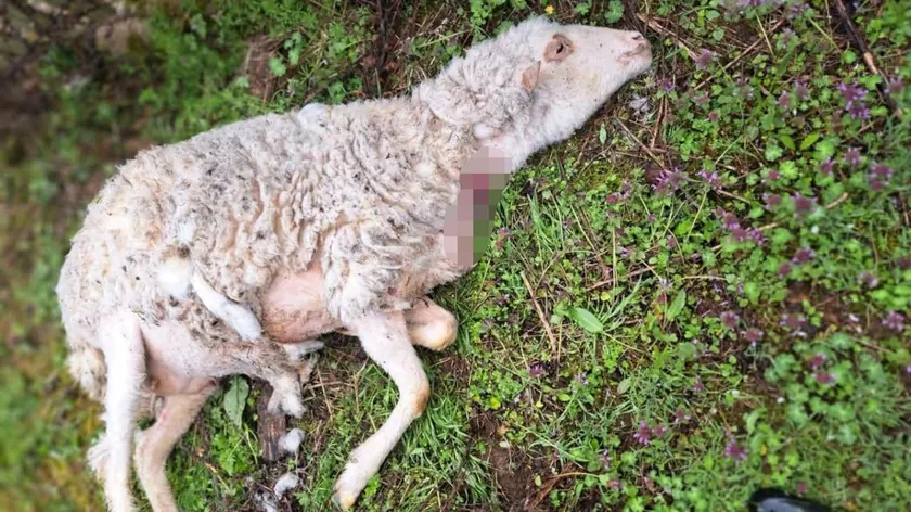 Sırbistan Požega'da Başıboş Köpekler Koyun Sürüsünü Katletti, Köylüler Tedirginlik Yaşıyor