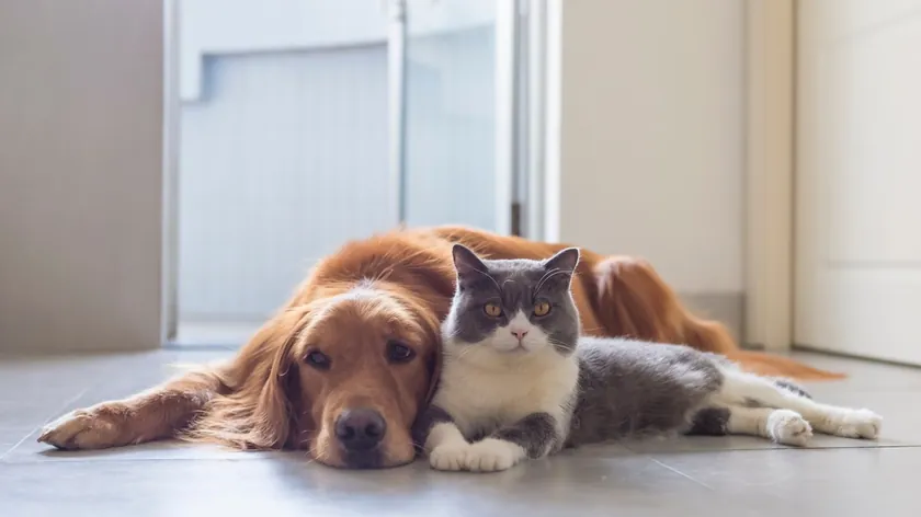 Kediler mi yoksa köpekler mi daha zeki?