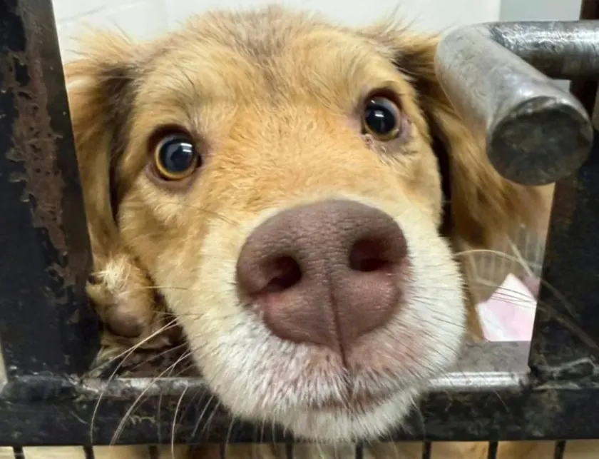 Sırp kökenli bir köpek, uyuşturucu madde kullanımı nedeniyle evden ayrılan bir aileye verildi.