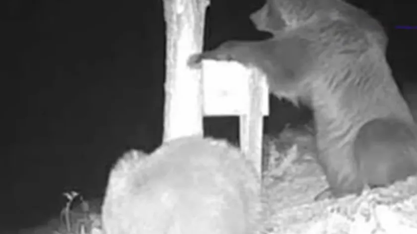 Sırbistan'da ayılar Ivanjica'da yerleşim yerlerine yaklaşıyor: Arı kovanları ve büyükbaş hayvanlar tehdit altında