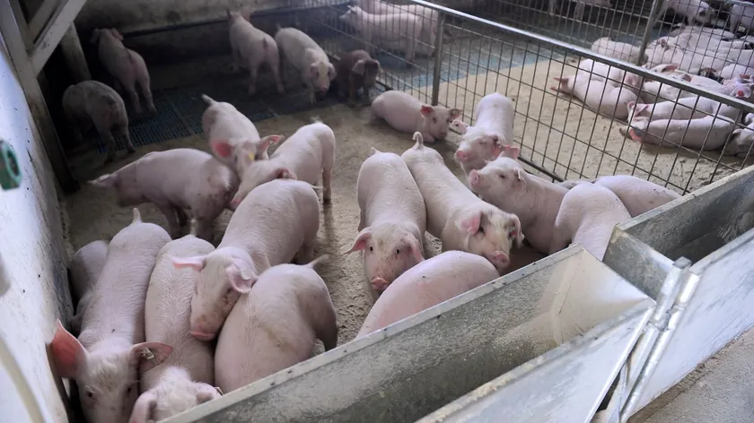 Sırbistan mezbahalarında besi danası fiyatları artarken kesimlik inek fiyatları geriledi