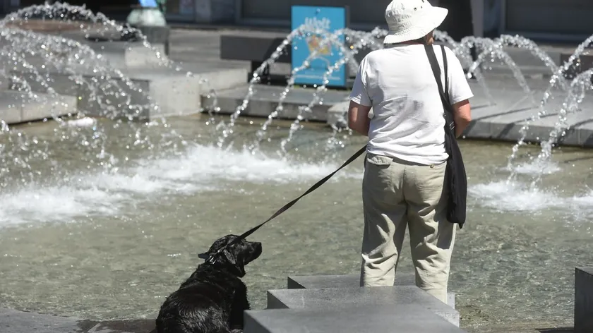 Sırbistan Ulusal Ajansı yaşlılar için 7 köpek ırkını açıkladı