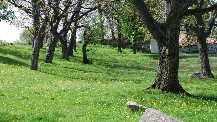 Ceviz ağacı bahçelerde yaygın ancak juglon nedeniyle çevresindeki bitkilere zarar verebiliyor