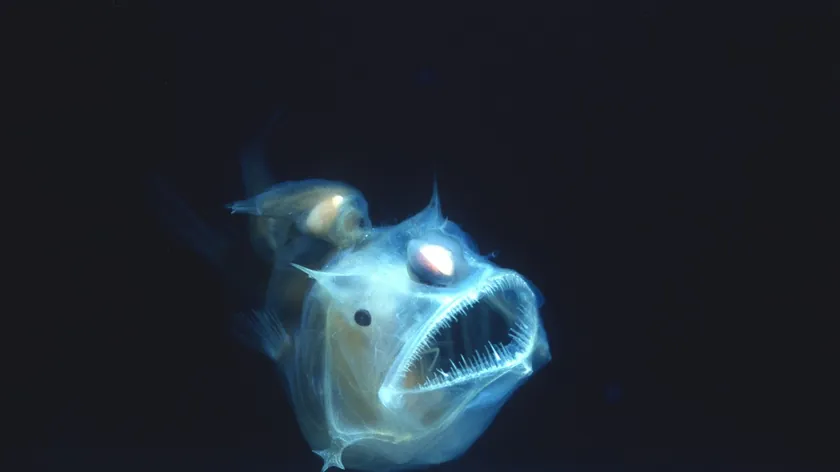 Okyanus Derinliklerinde Yaşayan Anglerfish'in Şaşırtıcı ve Alışılmadık Üreme Hikayesi