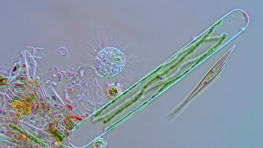 Bilim İnsanları Dünyadaki En Basit Yaşam Formlarından Birini Keşfetti