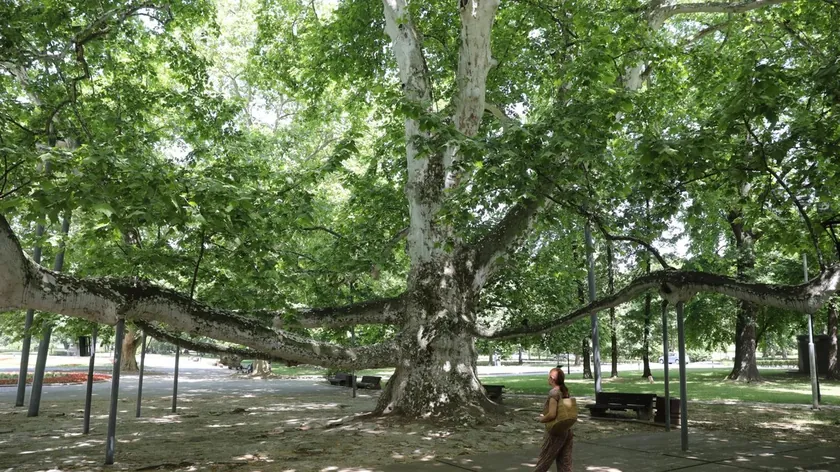 Beograd'da üç nehir bulunmaktadır Sava, Dunav ve Topčiderska.