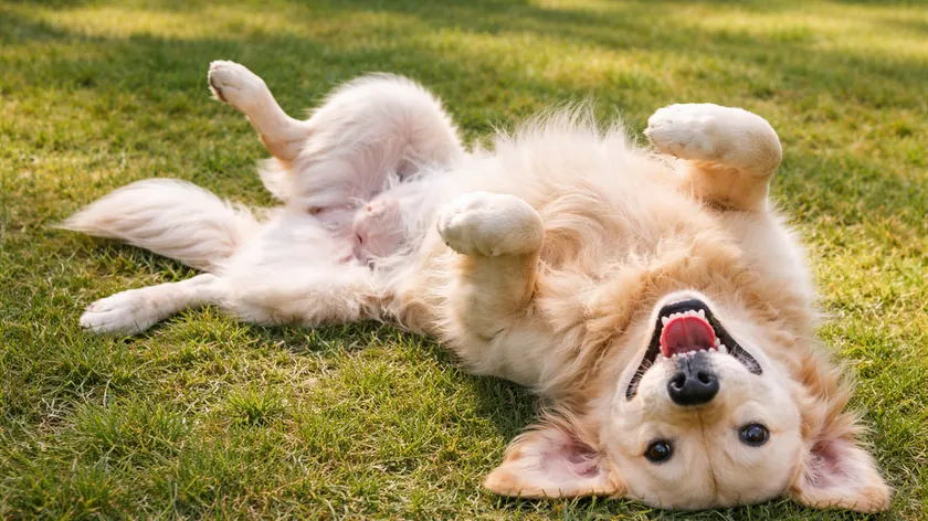 Köpeklerin beden dili: Sırt üstü yatmak sadece karın kaşıma isteği değil