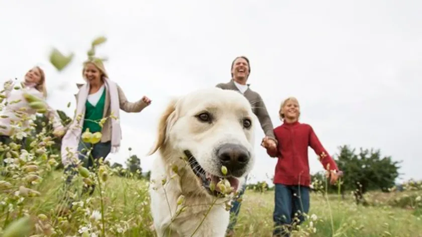 Aileniz için ideal, bakımı kolay yedi köpek ırkı belirlendi