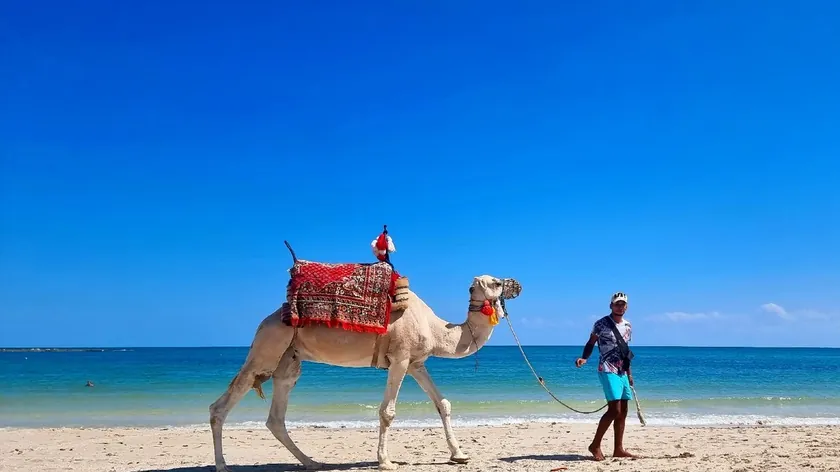 Djerba adası mistik ve egzotik güzellikle ünlü, efsaneler ve büyüleyici bir tarihe ev sahipliği yapıyor.