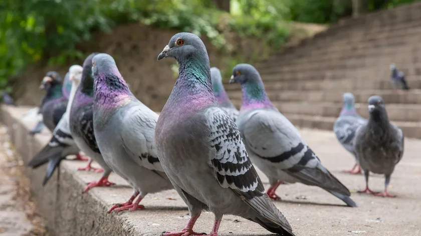Bahçe ve Şehirlerde Güvercin Sorununa Karşı Yeni Etkili ve İnsancıl Yöntemler Belirlendi
