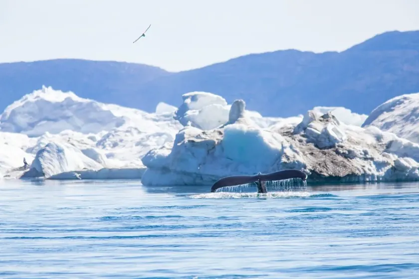 Grenland'da buz eriyerek balinalar artıyor