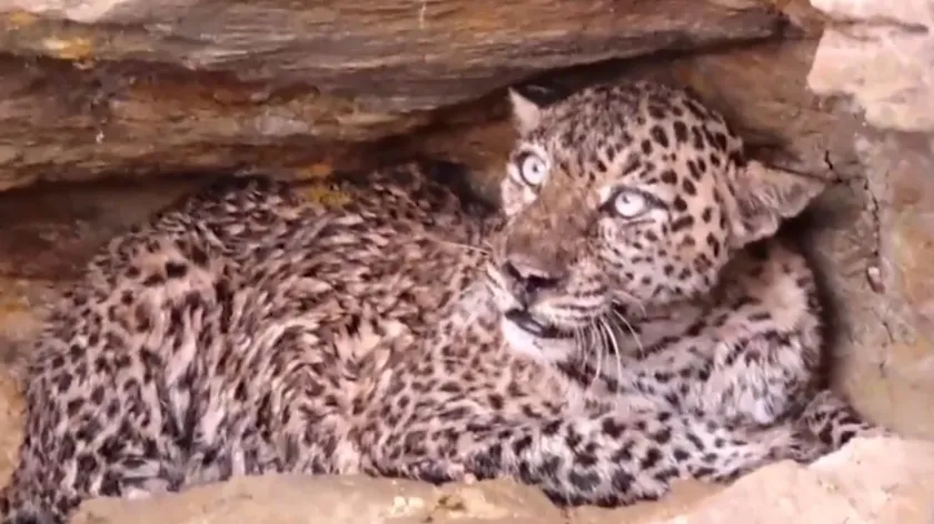 İndiyada bir leoparın markette saldırısı