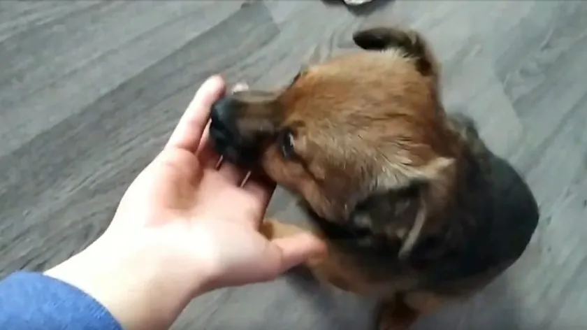 Valjevo'da güvenlik kamerası yavru köpeğin sokağa bırakılmasını kaydetti, kadın tespit edildi