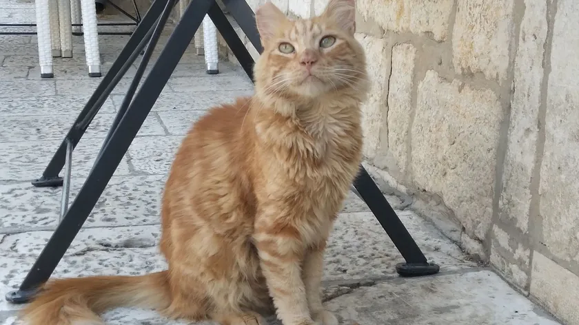 Kedilerin yavaşça göz kırpması ne anlama geliyor? Uzmanlar önemli mesajı açıkladı