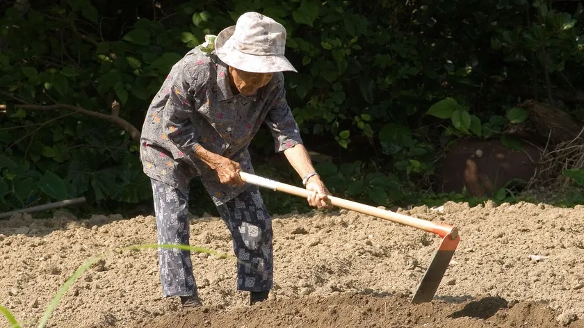 Japonya'nın Uzun Yaşam Adası Okinawa'dan İlham Veren Ikigai Felsefesi Küresel İlgi Görüyor