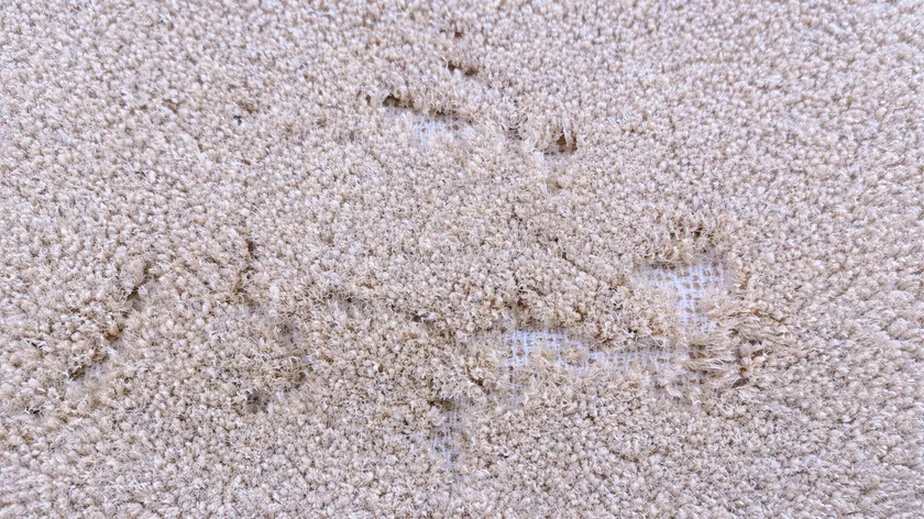 Sırbistan'daki Evlerde İlkbaharda Ortaya Çıkan Halı Böcekleri Eşyalara Zarar Veriyor