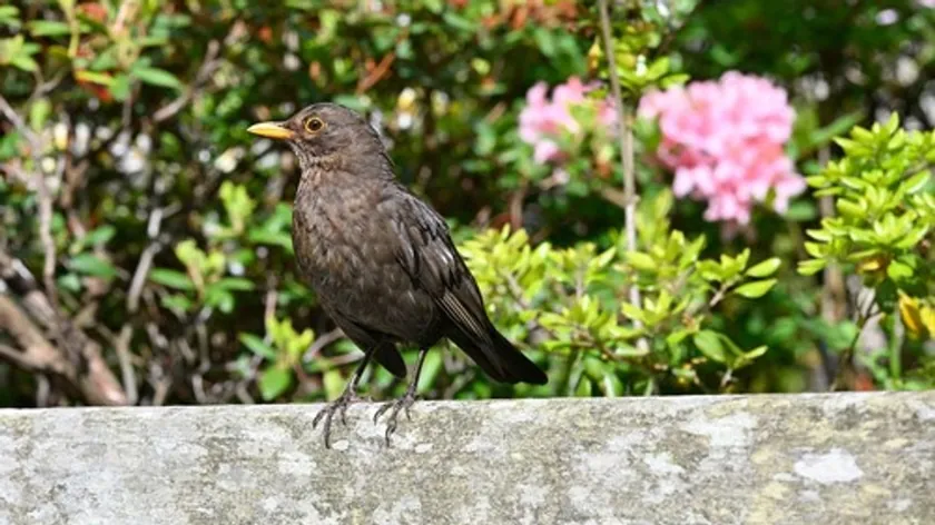 Sabah Kuş Sesleri Evinizin Doğal Dengesi İçin Önemli Bir İşaret