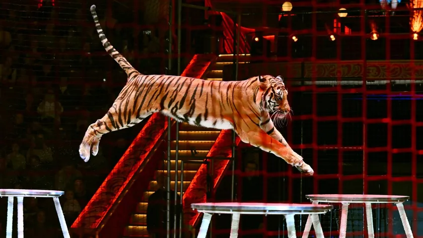 Rusya sirkinde kaplan izleyicilerin arasına atladı, büyük panik ve korku yaşandı