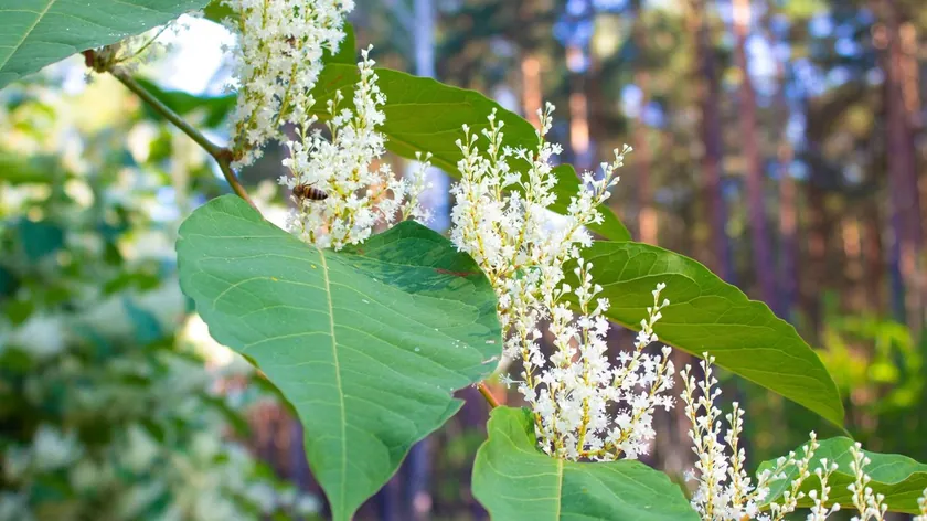 Balkanlarda Bir Zamanlar Popüler Olan Bitki Şimdi Dünyanın En Tehlikelilerinden