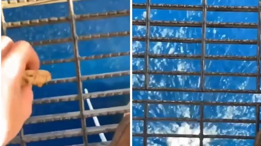 Petrol Platformundan Denize Atılan Yiyecek Okyanusta Dehşet Verici Bir Balık Kaosuna Neden Oldu