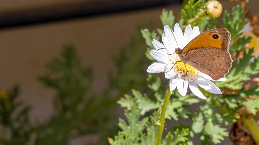 Sırbistan'da Mayısta Üç Bitki Ekin, Balkonunuz Kelebek Cennetine Dönüşsün