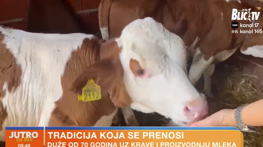 Mlečno govedarstvu Sırbistan'da 70 yıldan fazla bir geçmişe sahip, ancak geleceği belirsiz! Stojanovićlar "Nasıl devam edecek?" (VIDEO)