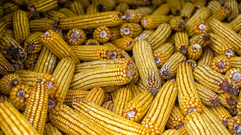 Sırbistan Produktna Berza'da Geçen Hafta Tarım Ürünleri Fiyatları Yükseliş Kaydetti