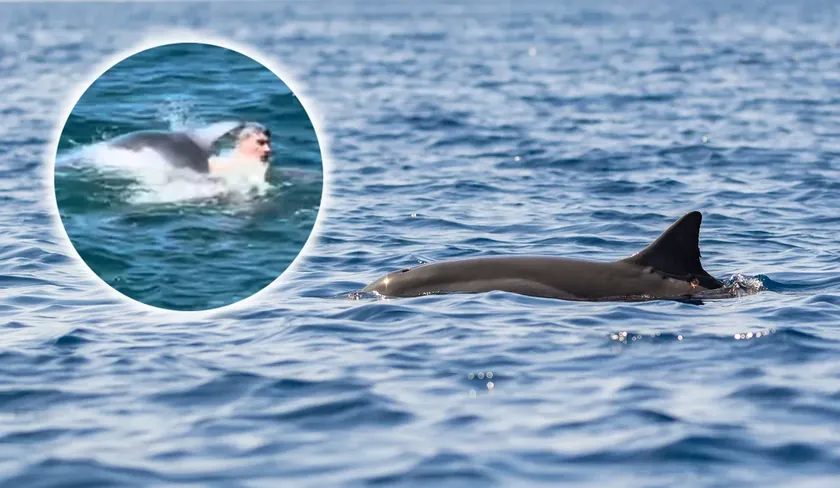 Delfin Oliver, mezimac Jadrana, kupaçlara deniz altında çekmiş - video önemli bir uyarıyla paylaşıldı