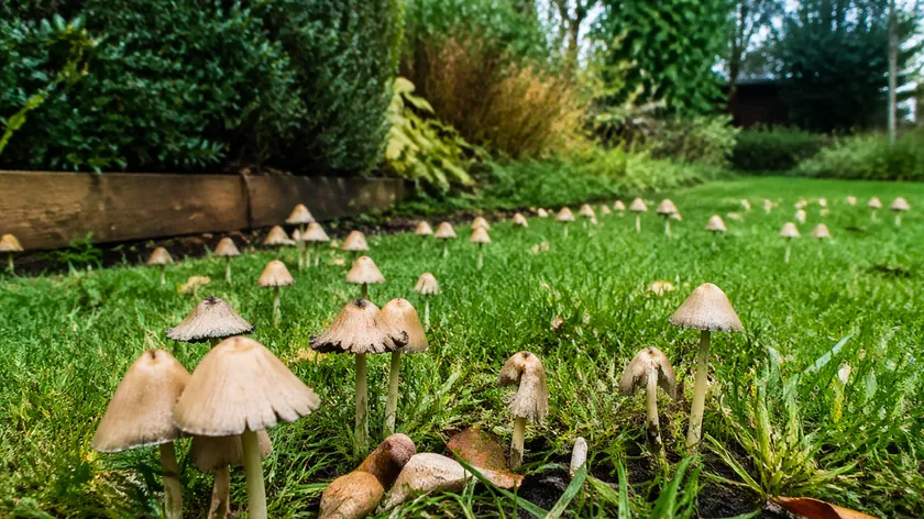 Çimlerde Oluşan Mantarları Basit Yöntemlerle Ortadan Kaldırmanın Yolları Açıklandı