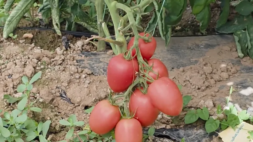 Sırpistan'da yetişen domatesin lezzeti ve üretimi hakkında bilgi veren bir haber.