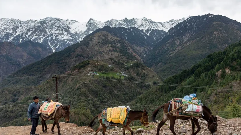 Himalayalar'ın En Sert Peyniri Çurpi, Zorlu Coğrafyanın Yaşam Kaynağı Oldu