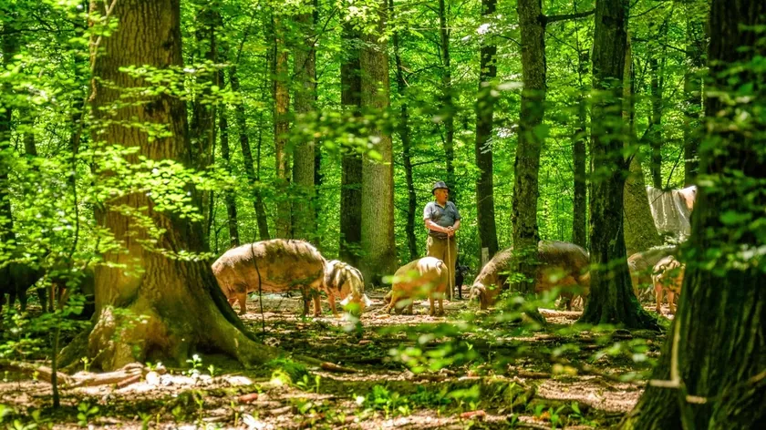 Sırbistan Hükümeti Bosut Ormanları'nı Özel Doğa Rezervi İlan Etti