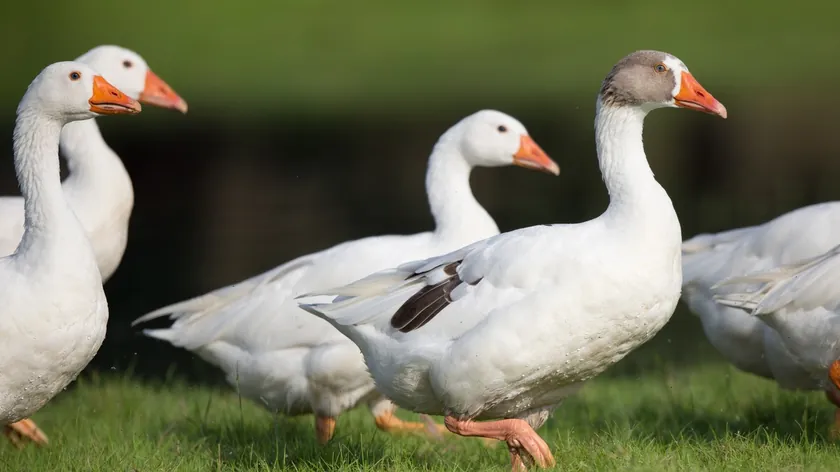 Sırbistanlı Spasoje Cvjetković kümes hayvanı yetiştiriciliğiyle yirmi yıldır büyük kazanç elde ediyor