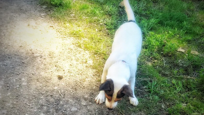Bir Rumence kadını köpeklerinin bir yılanı ısırması tehlikesiyle karşı karşıya kalması sonucu hastaneye kaldırıldı.